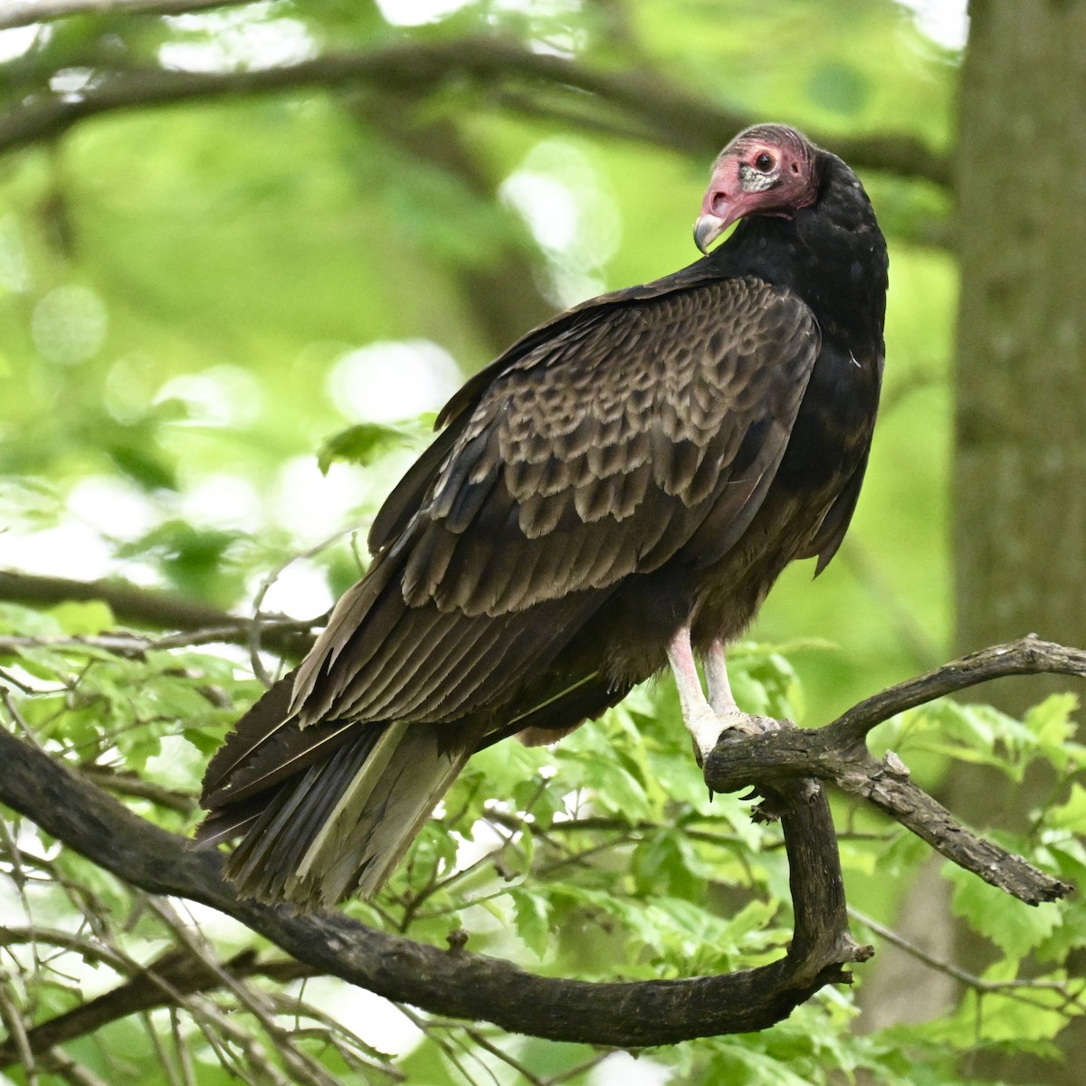 Turkey Vulture - Michele Carnerie