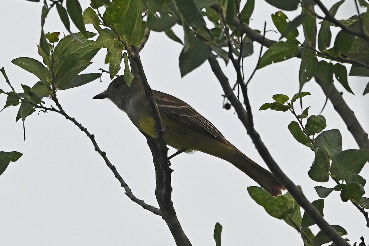 Great Crested Flycatcher - Troy Hibbitts