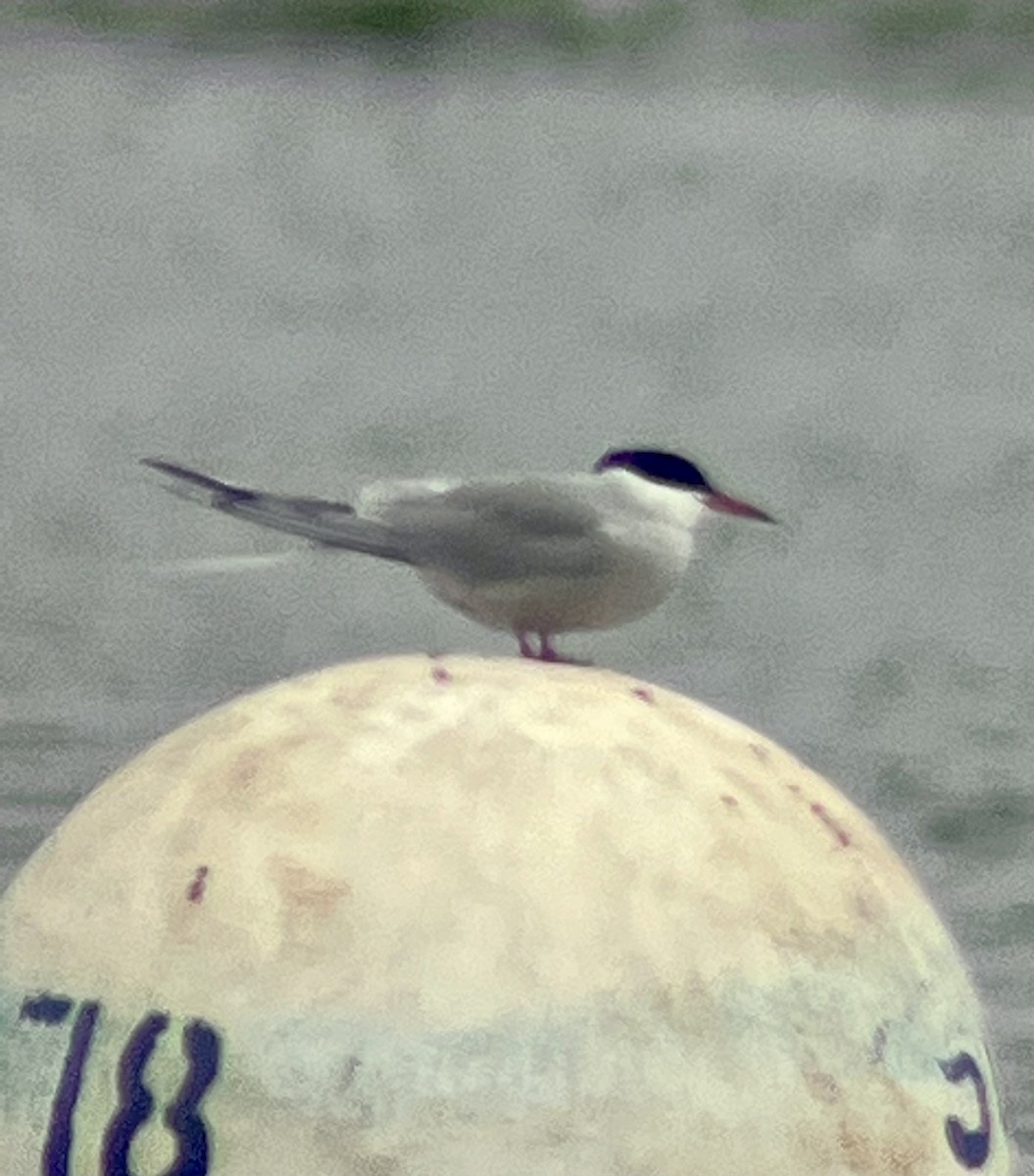 Common Tern - Rachel Orlando