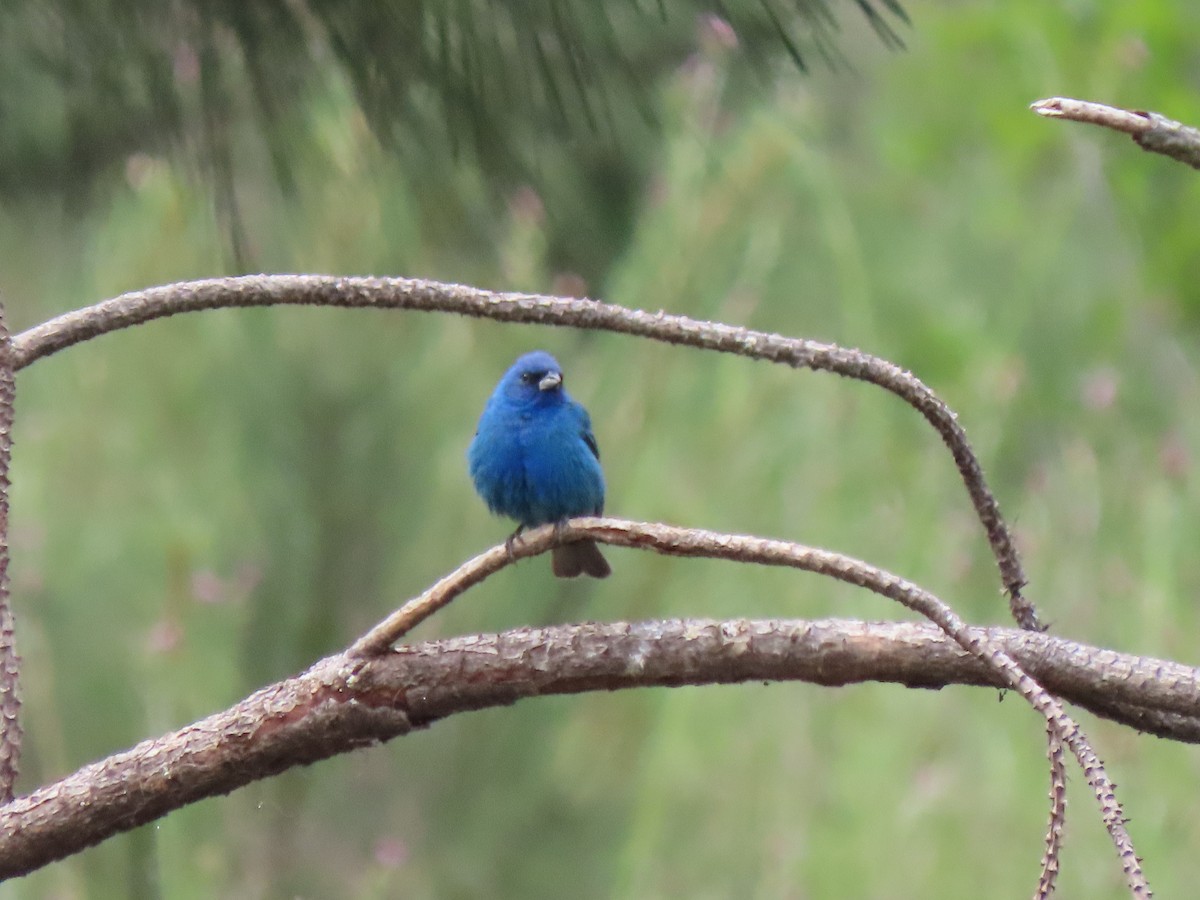 Indigo Bunting - Edana Salisbury