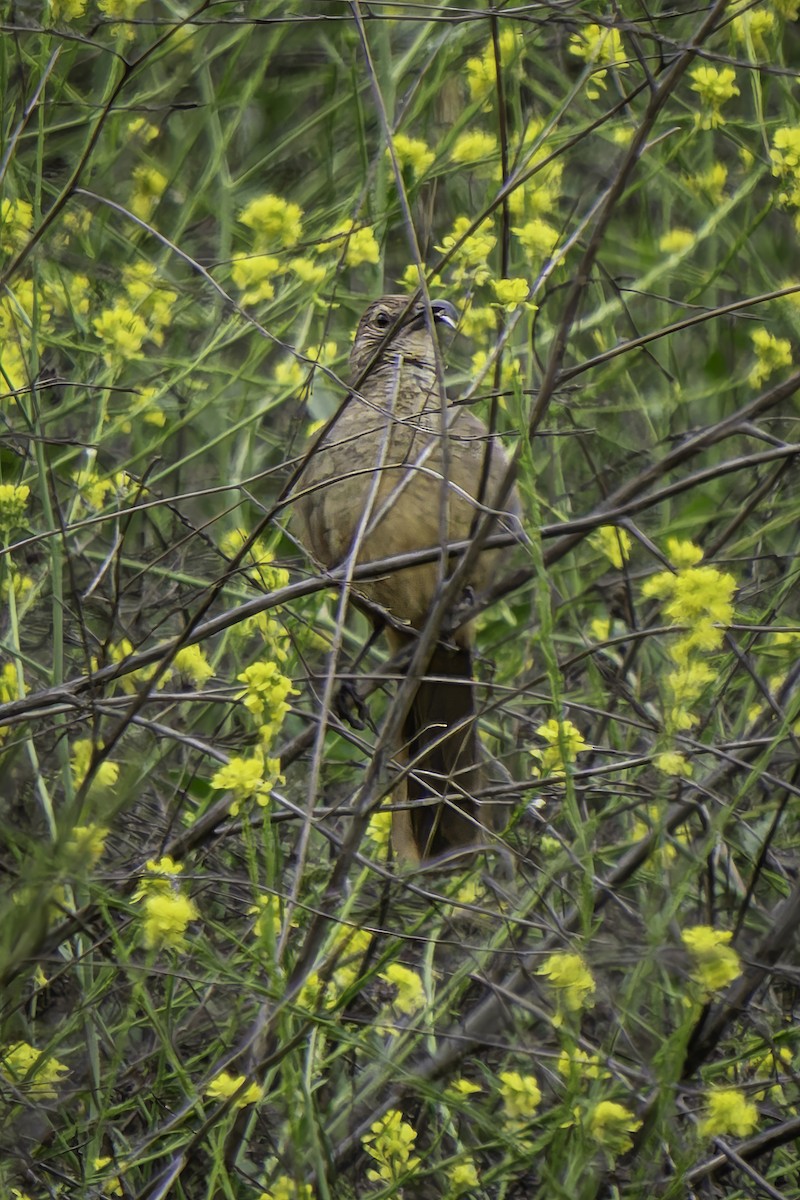 California Thrasher - Gordon Norman