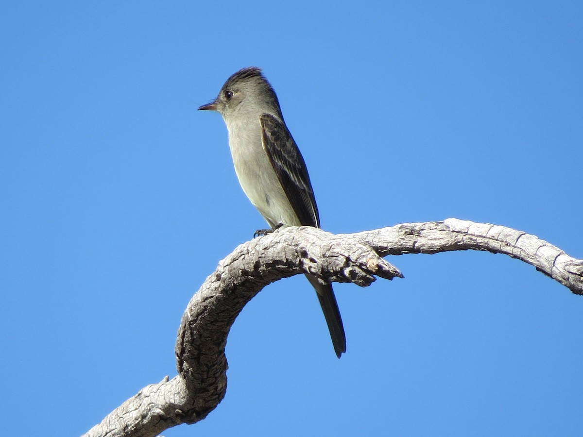 Western Wood-Pewee - ML619366290