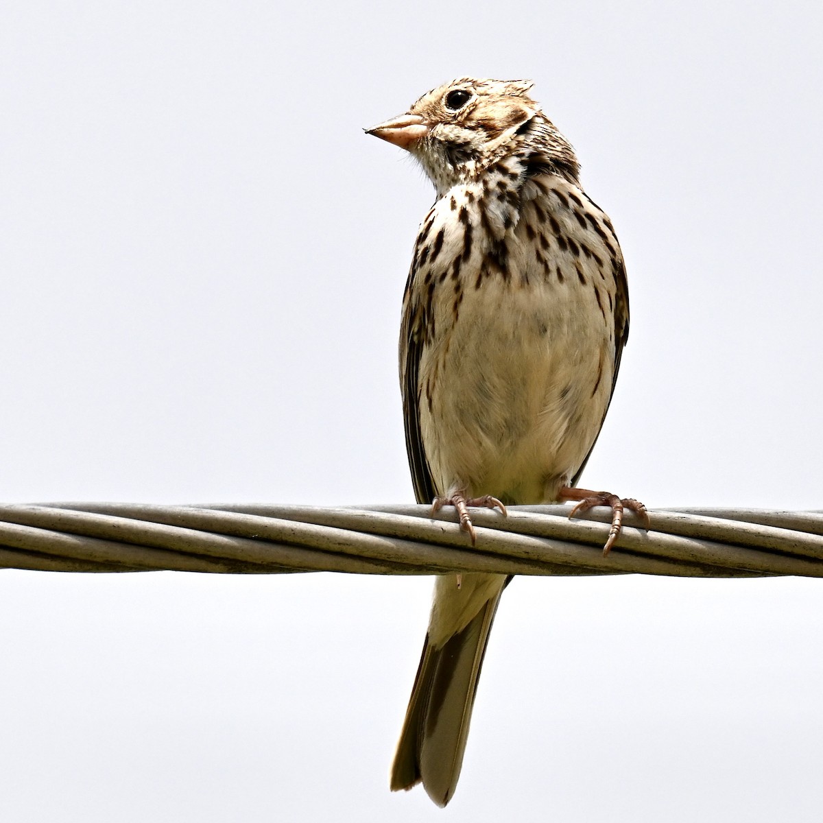 Vesper Sparrow - Michele Carnerie