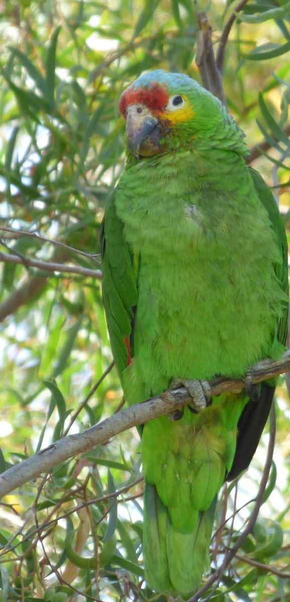 Red-lored Parrot - Jude Flores