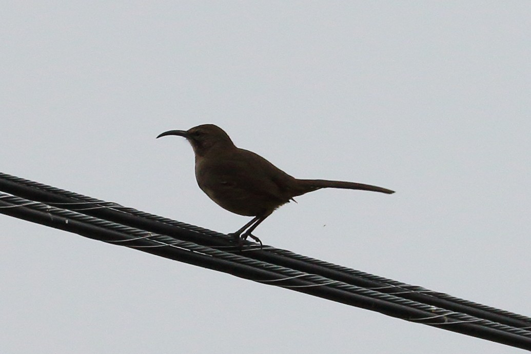 California Thrasher - Jeffrey Fenwick