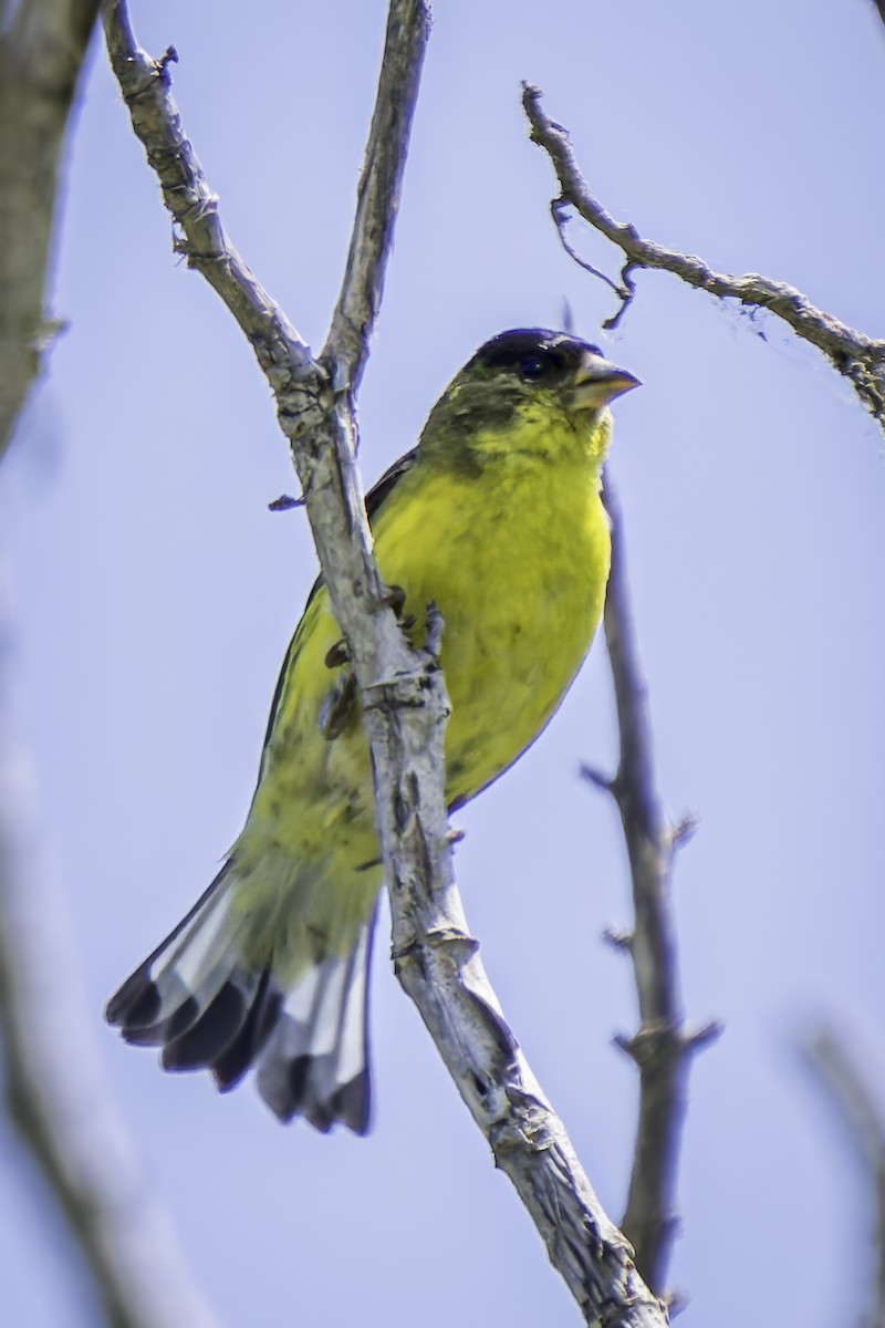 Lesser Goldfinch - Gordon Norman