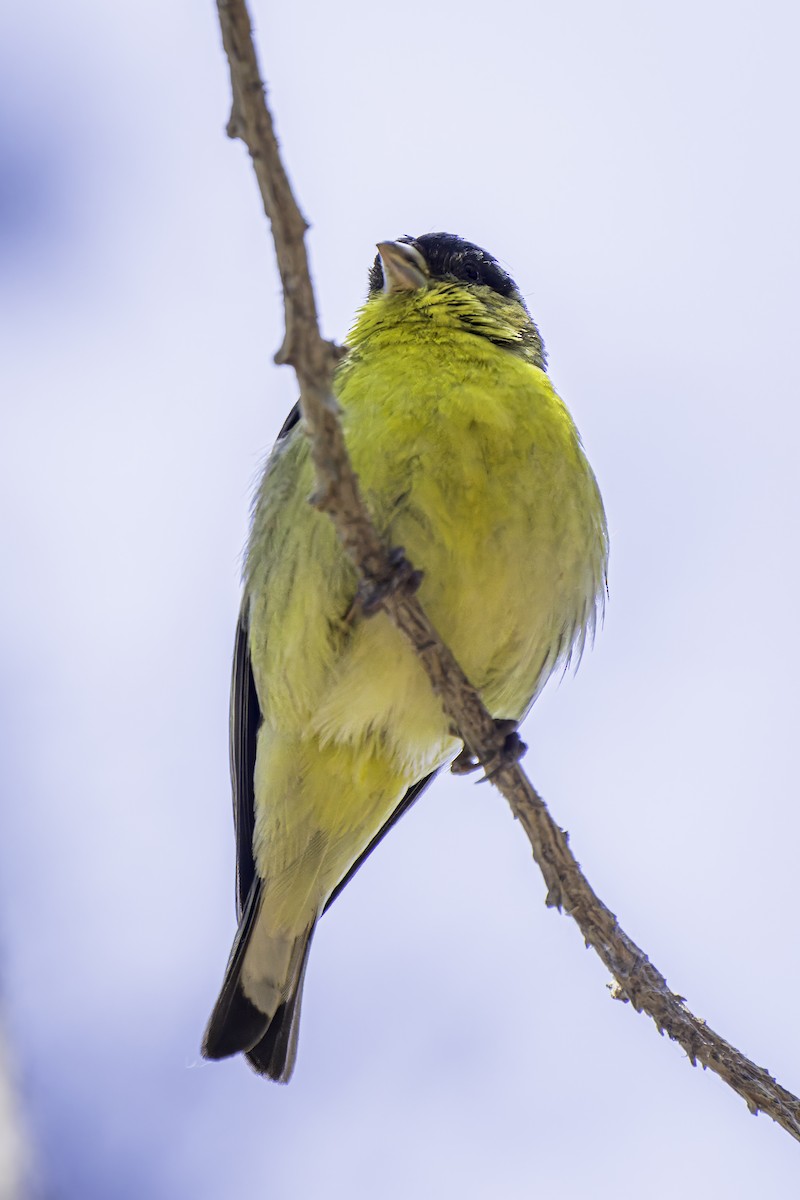 Lesser Goldfinch - Gordon Norman