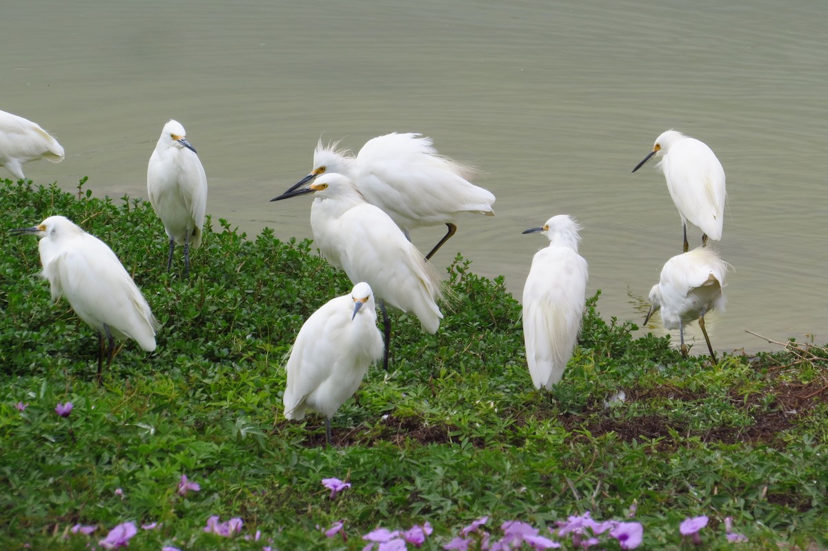 Snowy Egret - ML619366356