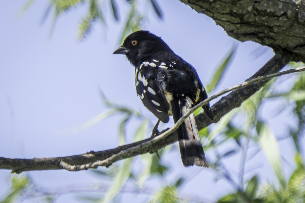 Spotted Towhee - Gordon Norman