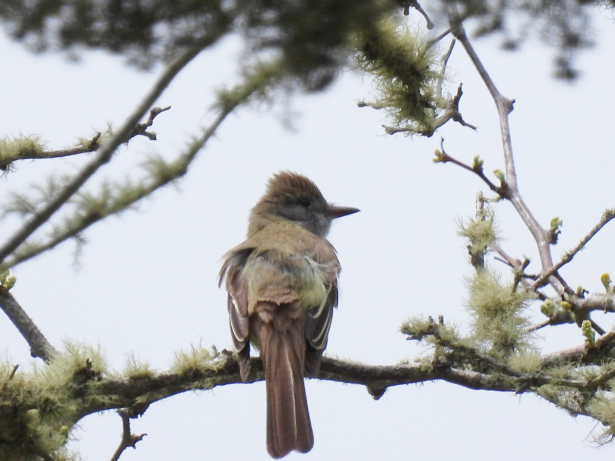 Great Crested Flycatcher - ML619366377