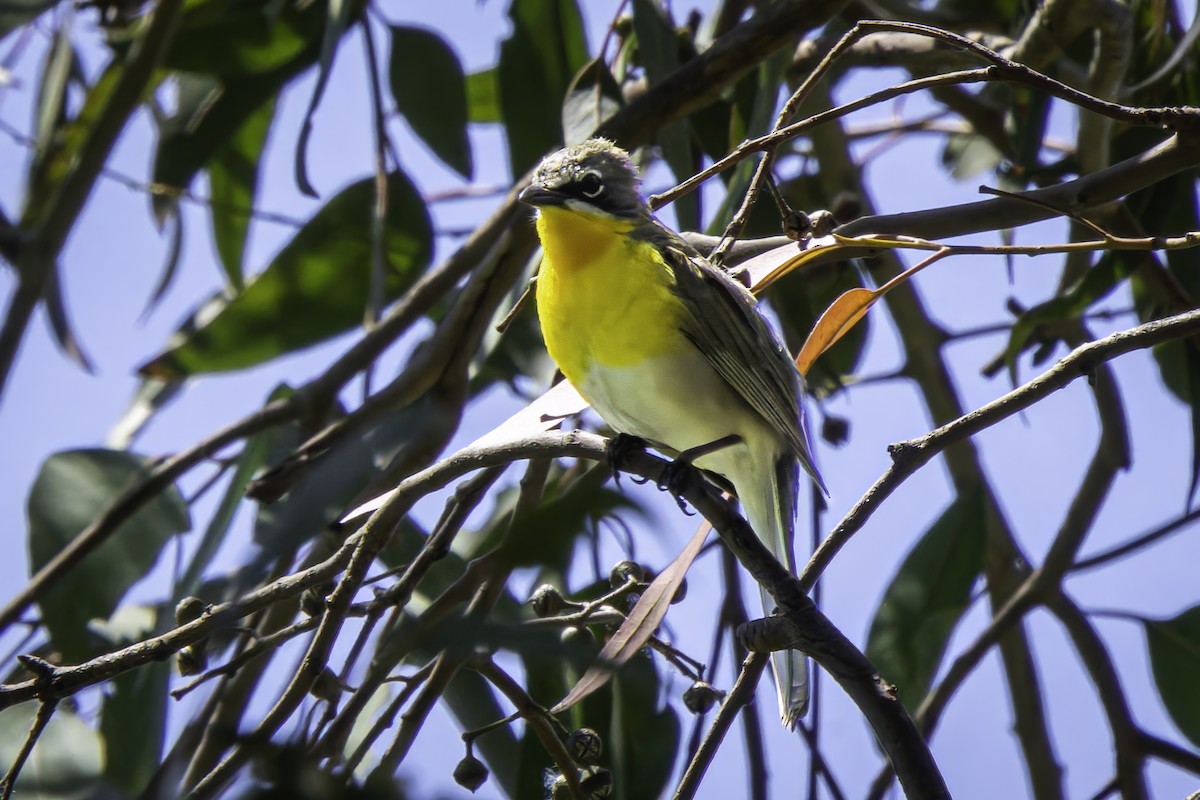 Yellow-breasted Chat - Gordon Norman