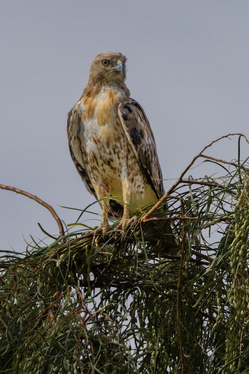 Red-tailed Hawk - Peggy Steffens