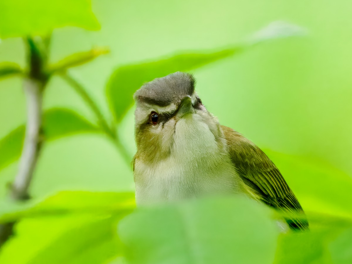 Red-eyed Vireo - Steven Meisel