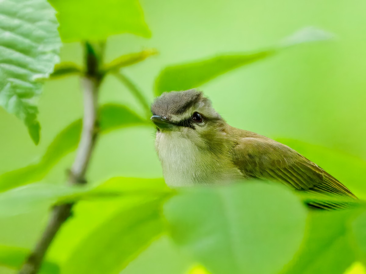 Red-eyed Vireo - Steven Meisel