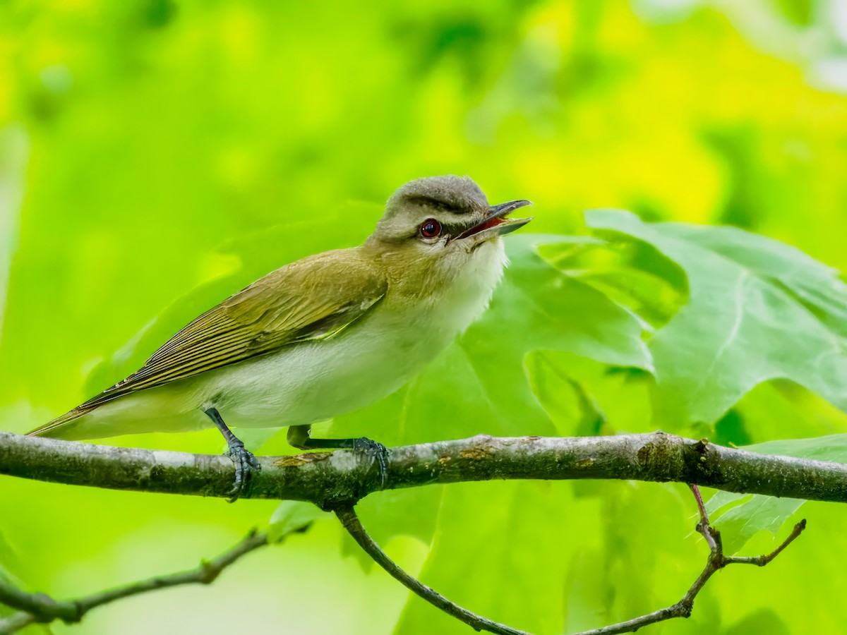 Red-eyed Vireo - Steven Meisel