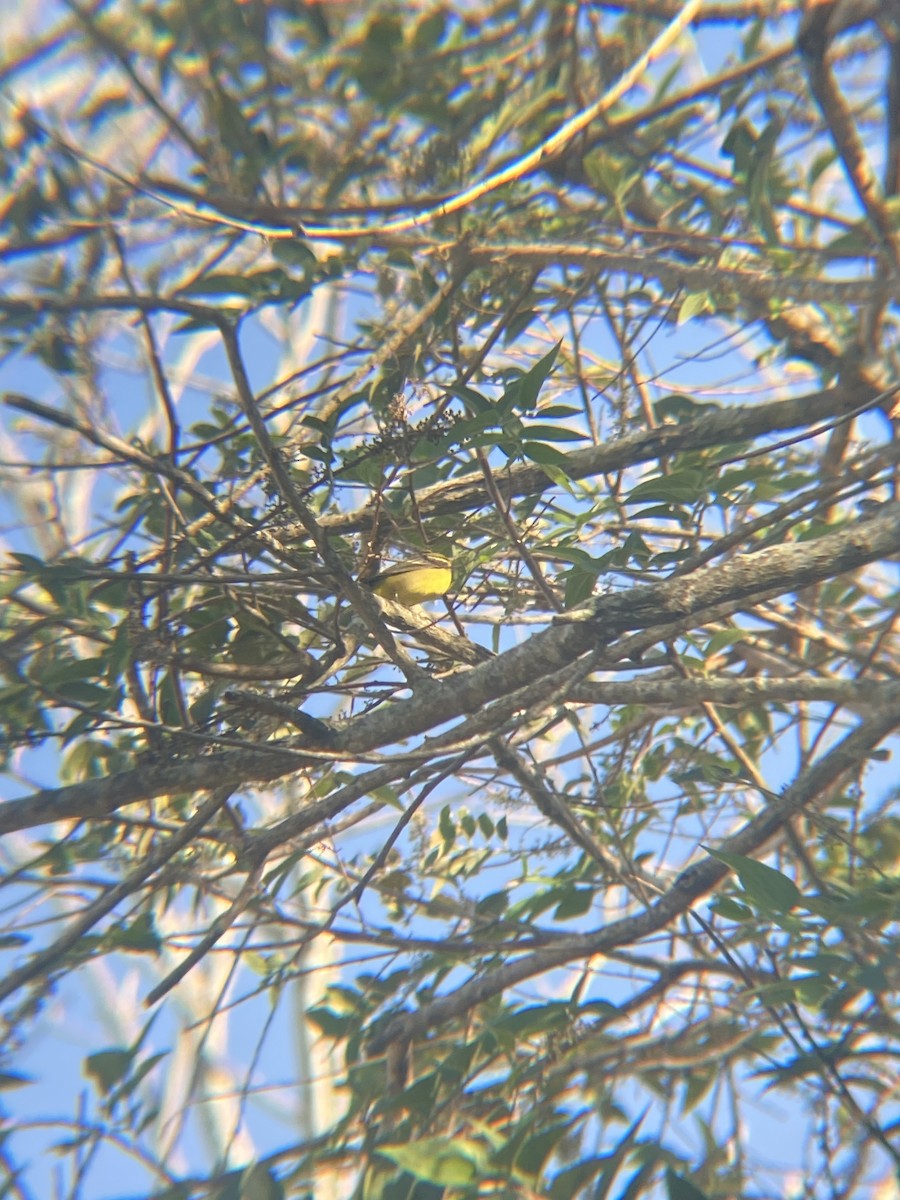 Western Tanager - Tori R.