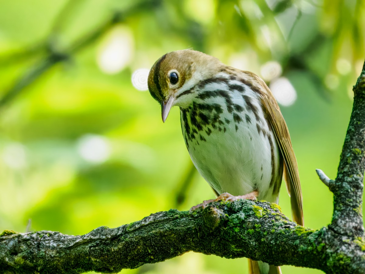 Ovenbird - Steven Meisel