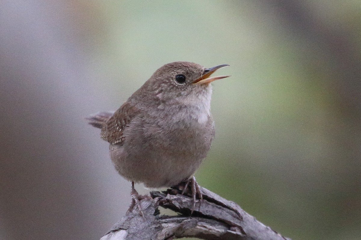 Northern House Wren - ML619366434