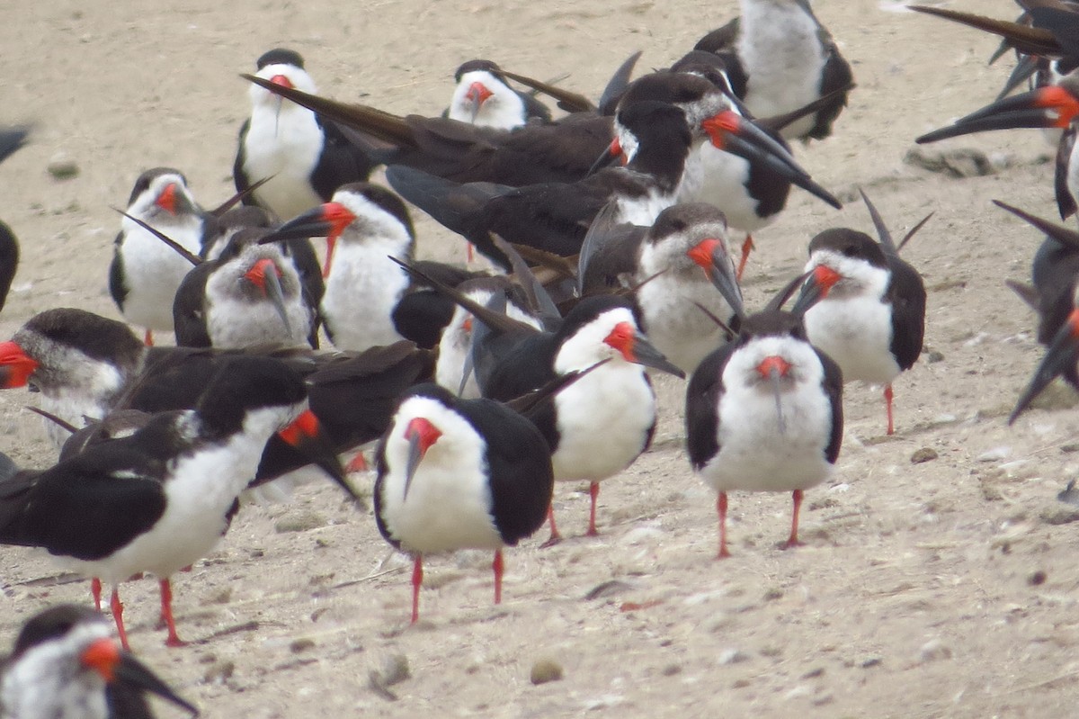 Black Skimmer - Gary Prescott