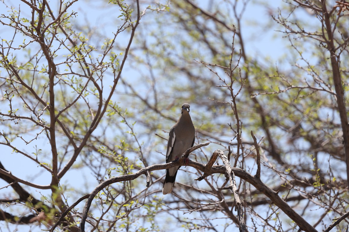 White-winged Dove - Laura Crago