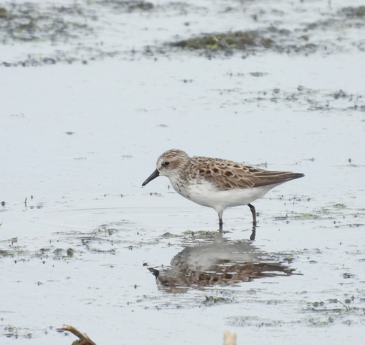 Semipalmated Sandpiper - Donna Kenski