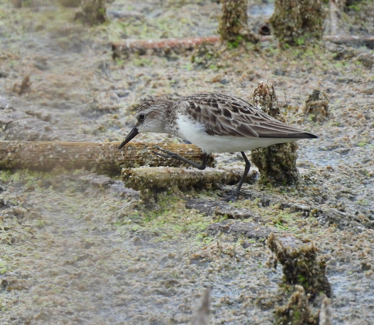 Semipalmated Sandpiper - Donna Kenski