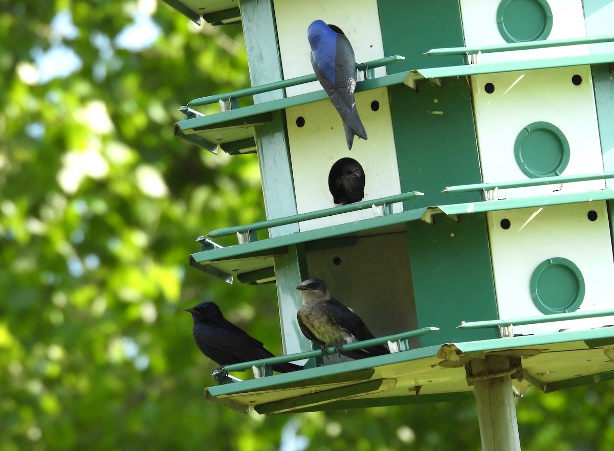 Purple Martin - ML619366467