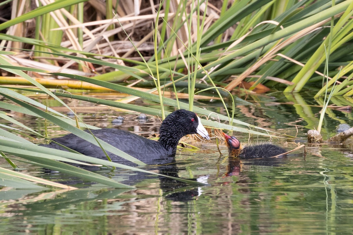 American Coot - Peggy Steffens