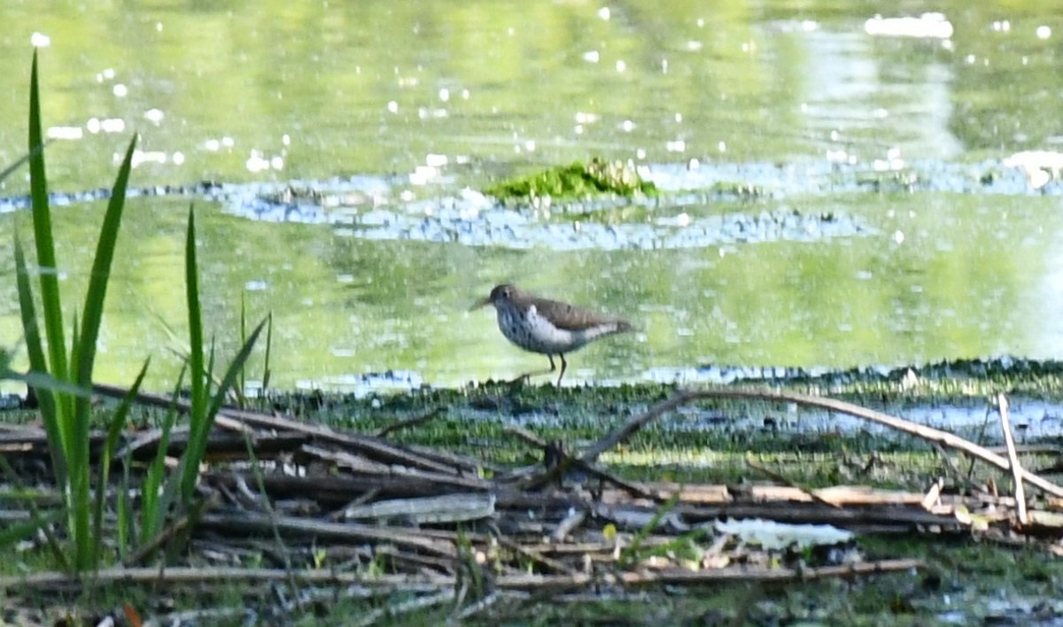 Spotted Sandpiper - ML619366486