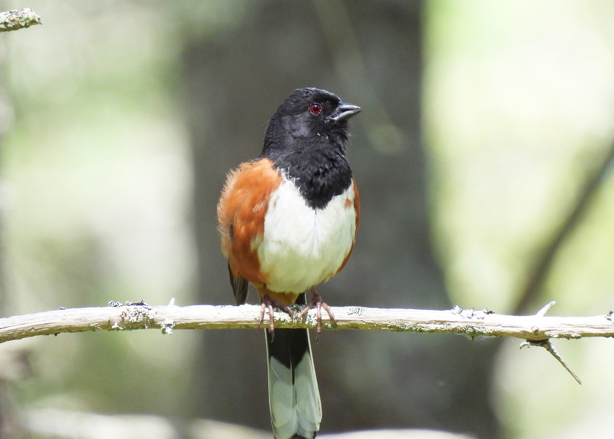 Eastern Towhee - ML619366488