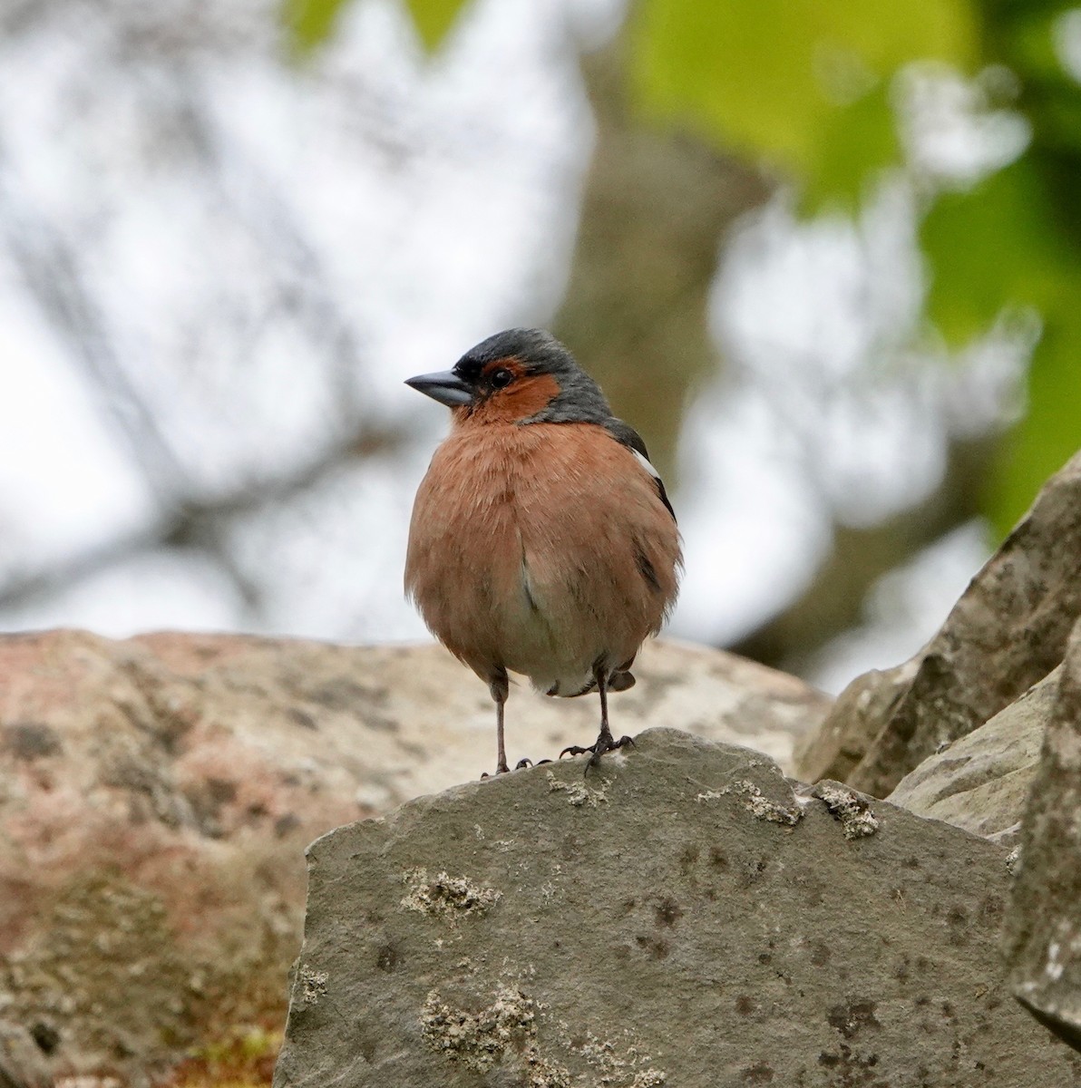 Common Chaffinch - Nancy Henke