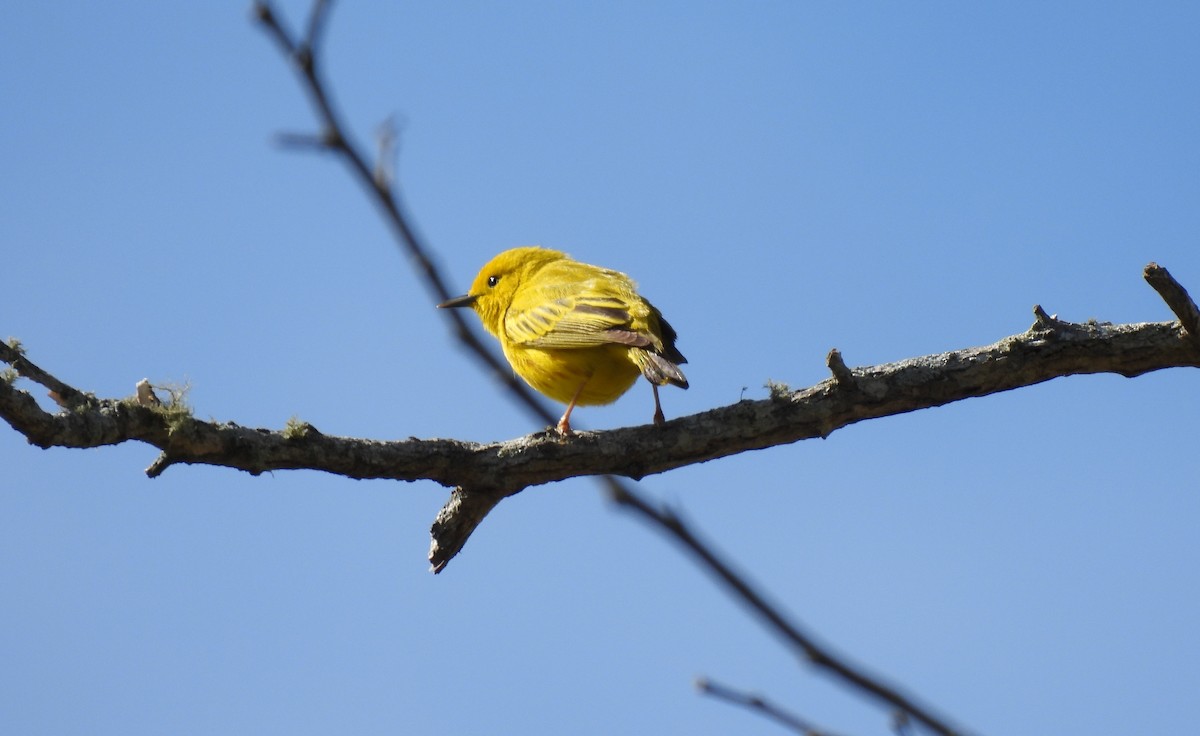 Yellow Warbler - ML619366499