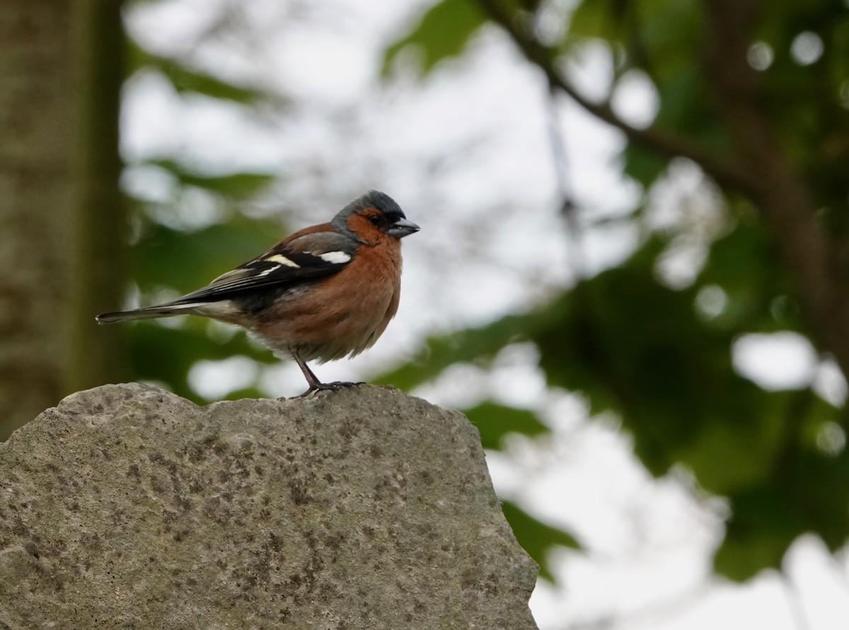 Common Chaffinch - Nancy Henke