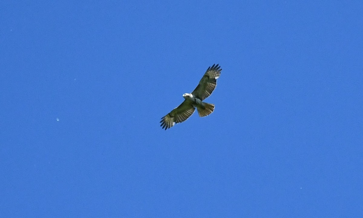 Red-tailed Hawk - ML619366513
