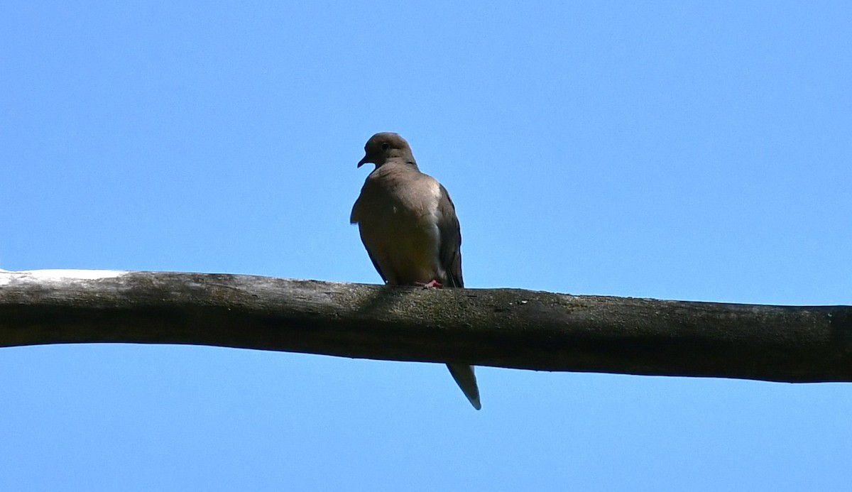 Mourning Dove - ML619366522