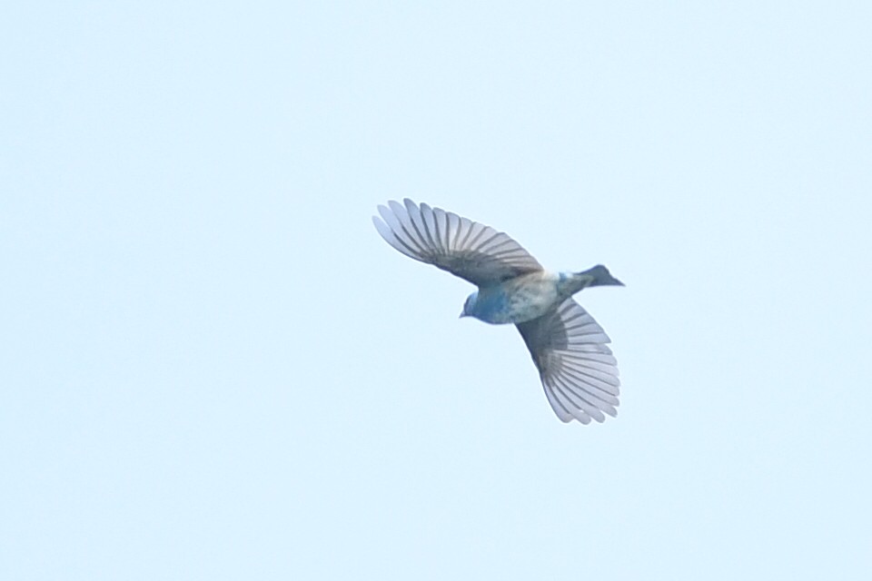 Indigo Bunting - Kiah R. Jasper