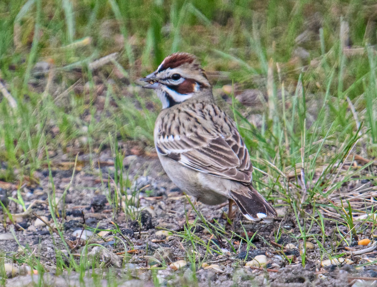 Lark Sparrow - Bert Filemyr