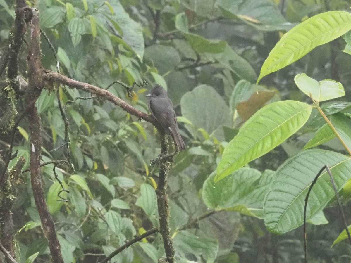 Smoke-colored Pewee - Bob Maddox