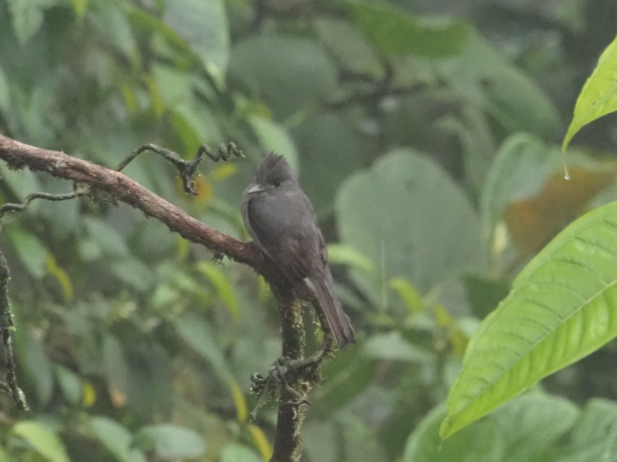 Smoke-colored Pewee - Bob Maddox