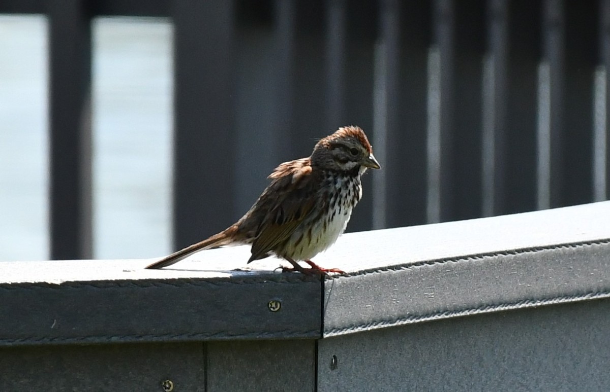 Song Sparrow - ML619366551