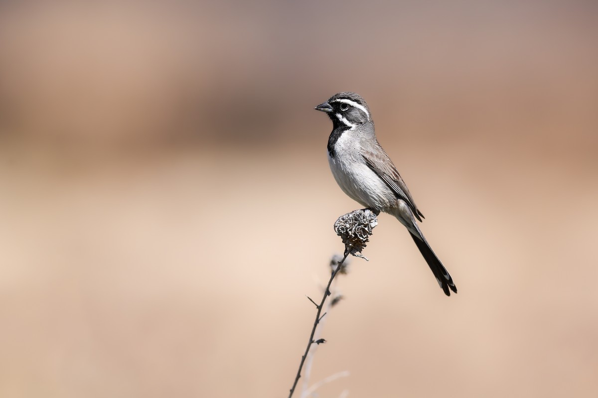 Black-throated Sparrow - Thomas Ford-Hutchinson