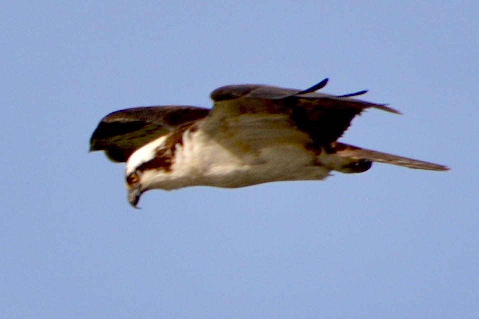 Osprey - lise owens