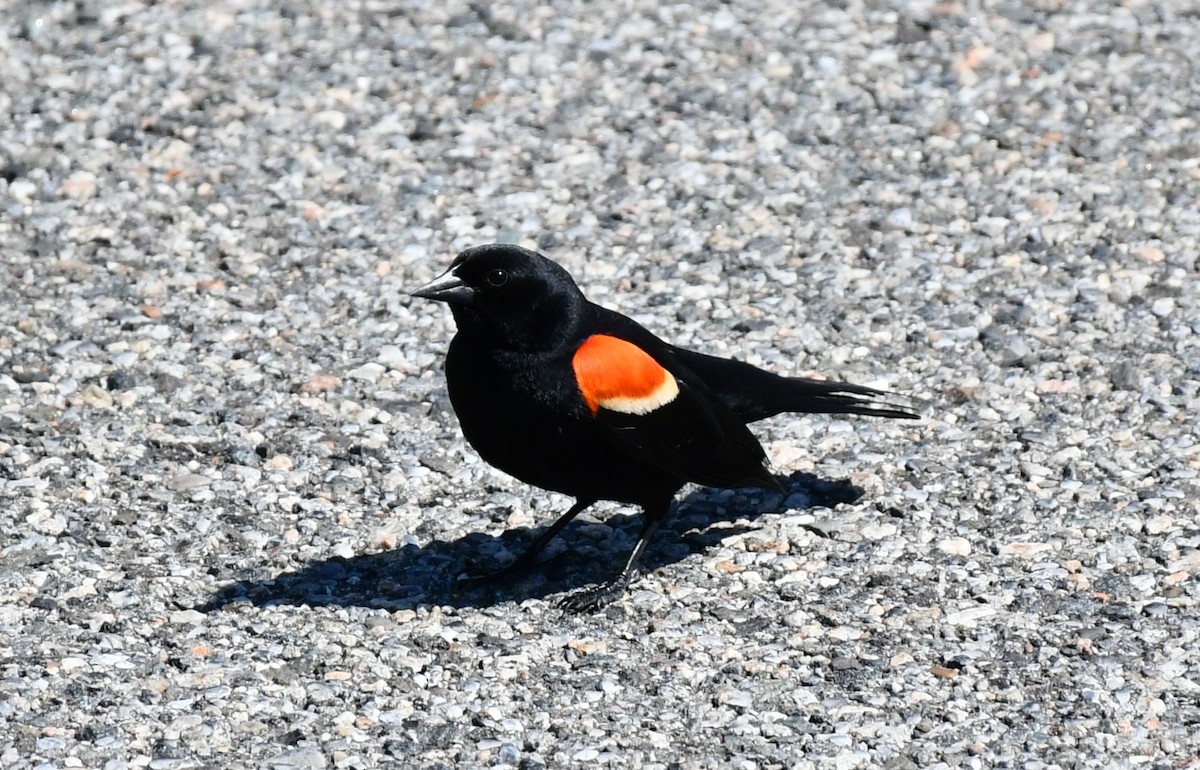 Red-winged Blackbird - ML619366556