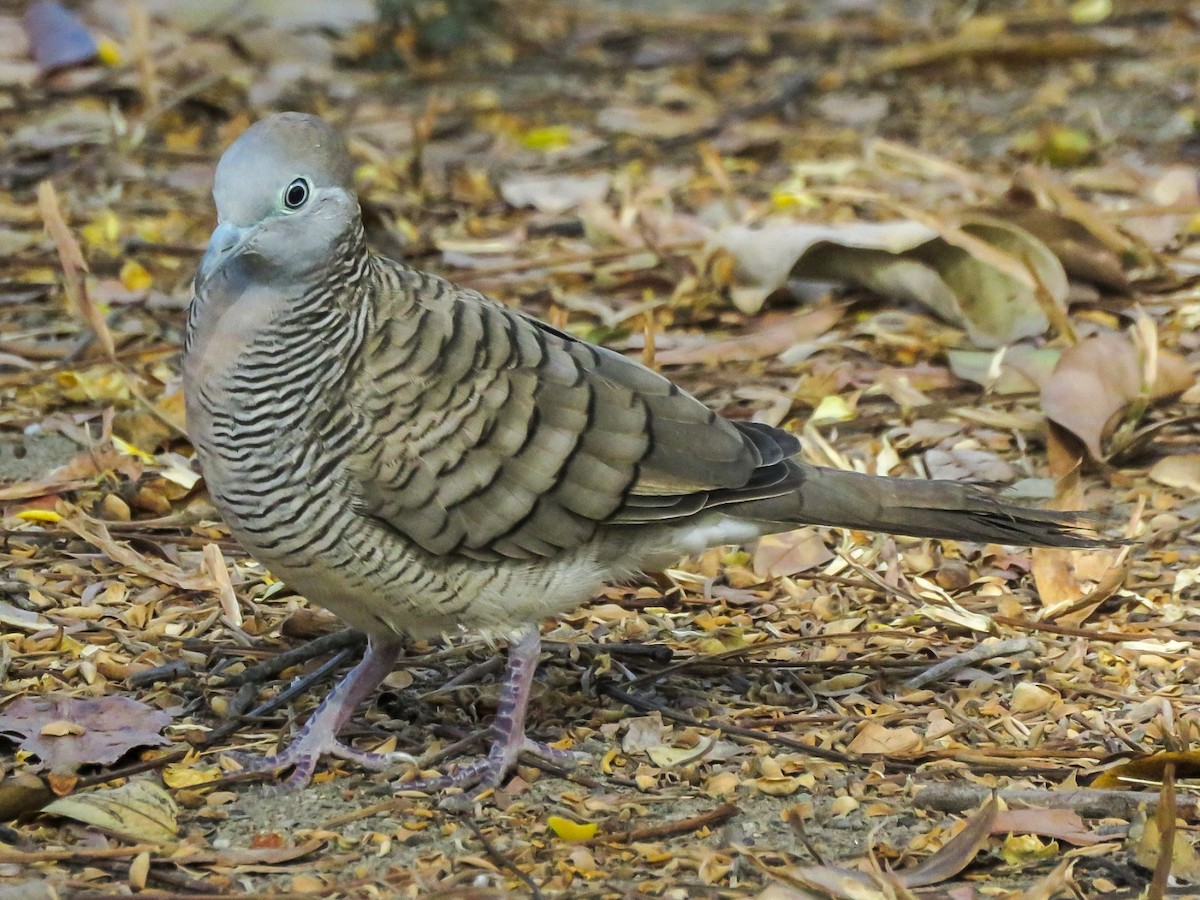 Zebra Dove - Falcon Cheng