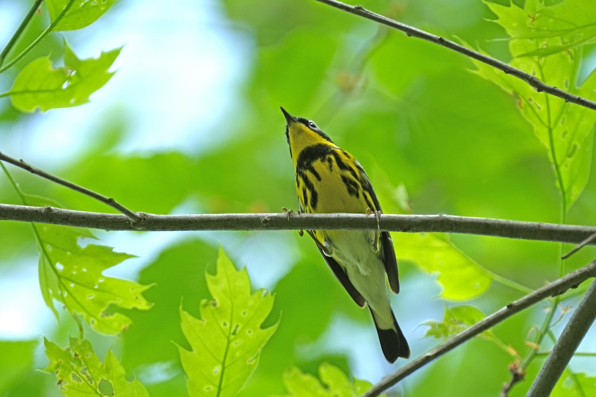 Magnolia Warbler - Nancy Elliot