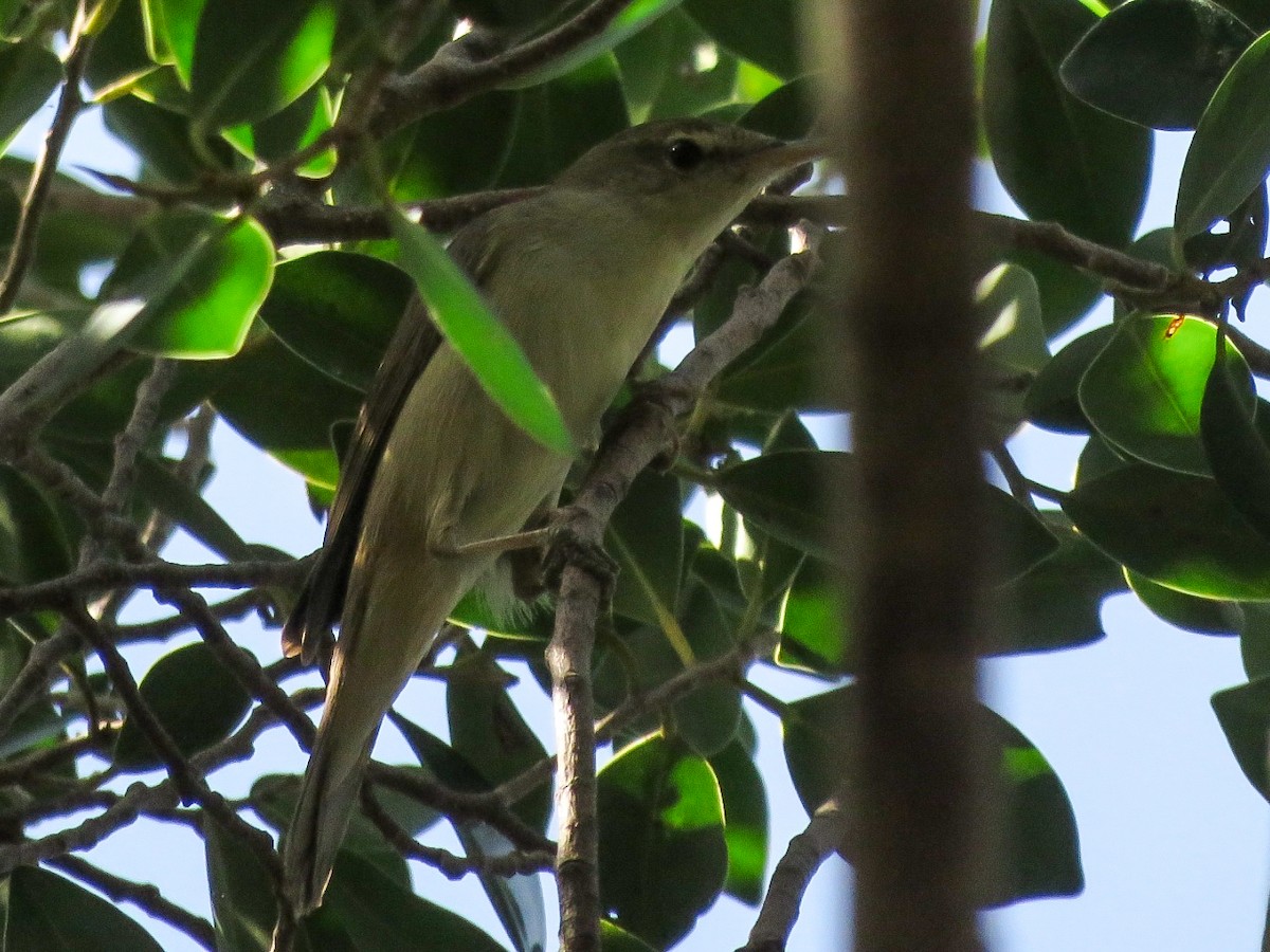 Blyth's Reed Warbler - ML619366575