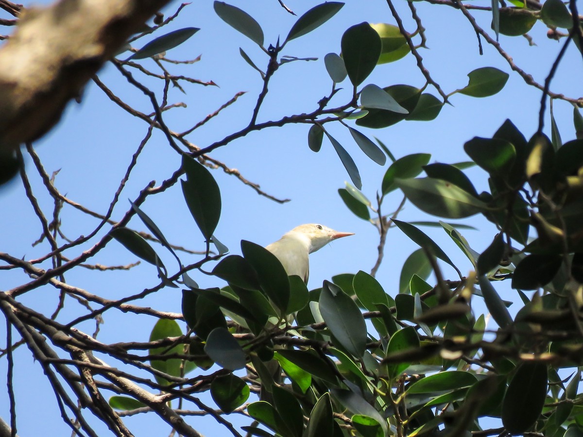 Blyth's Reed Warbler - ML619366576