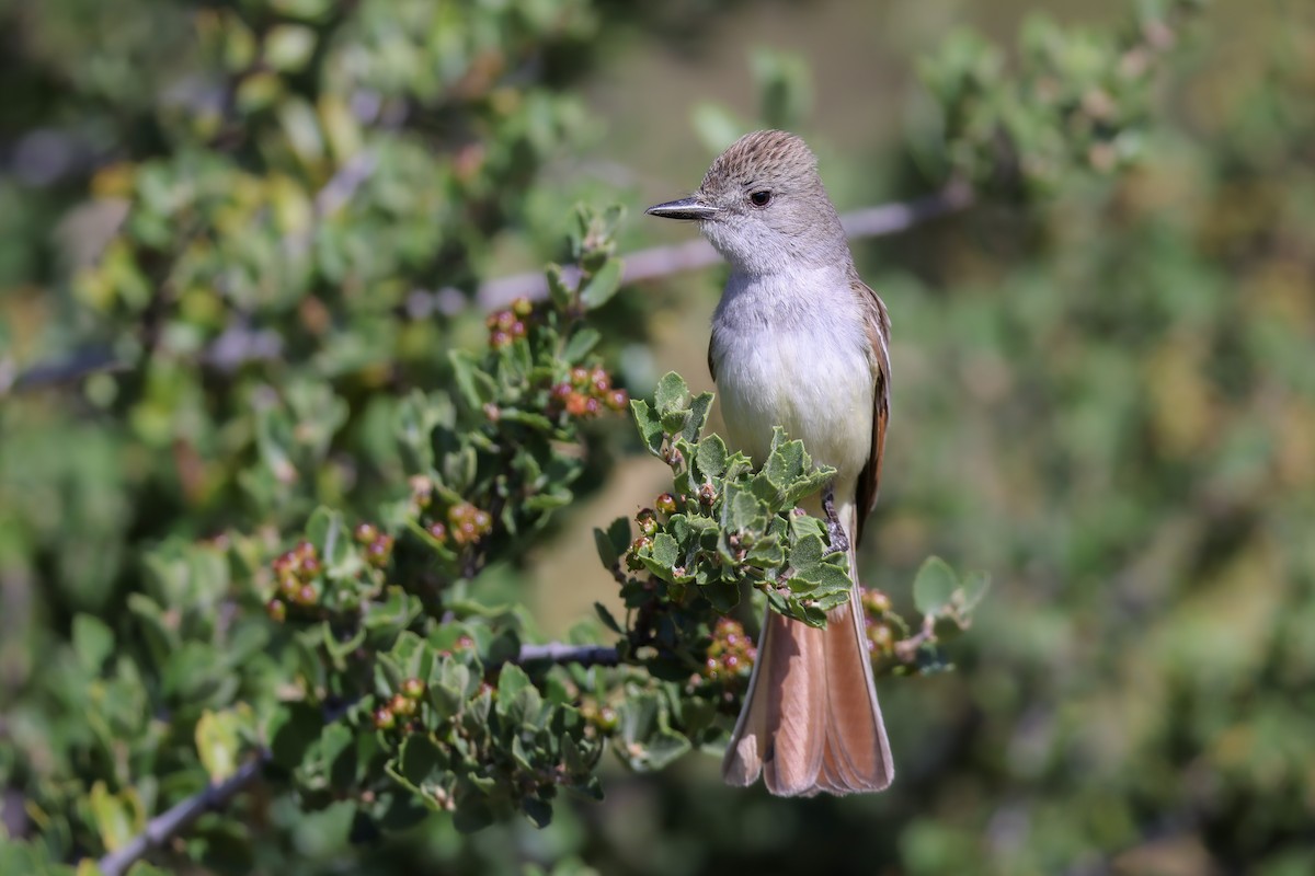 Ash-throated Flycatcher - Thomas Ford-Hutchinson