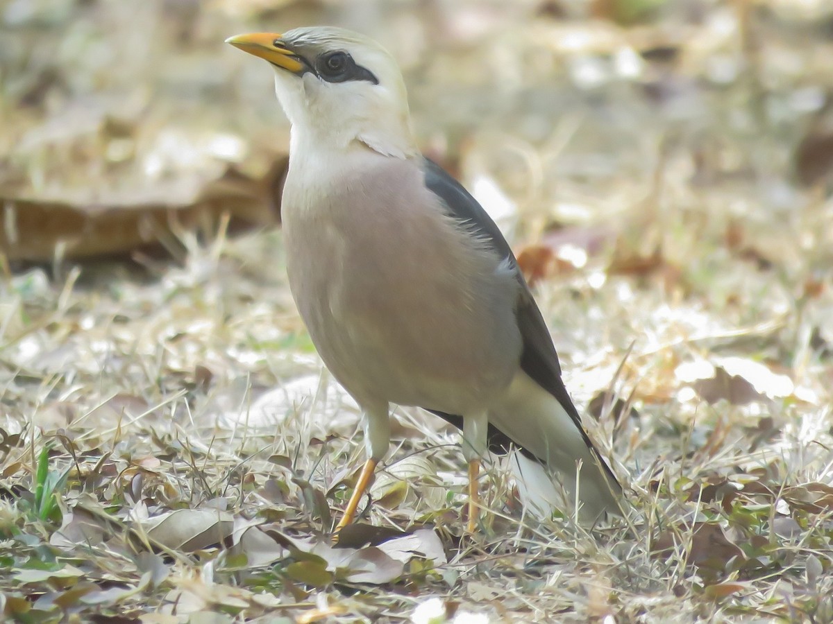 Vinous-breasted Myna - Falcon Cheng
