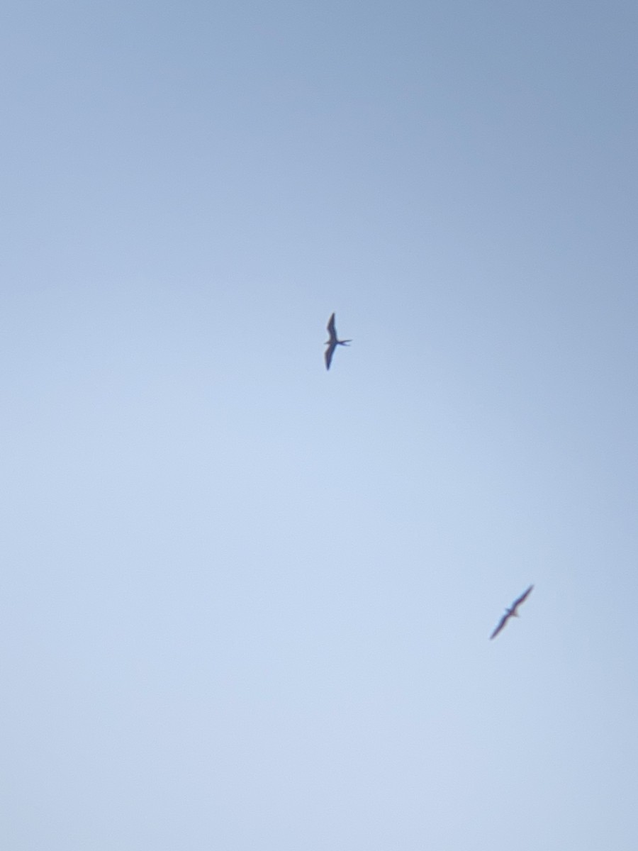 Magnificent Frigatebird - Tori R.